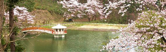 横手の桜風景